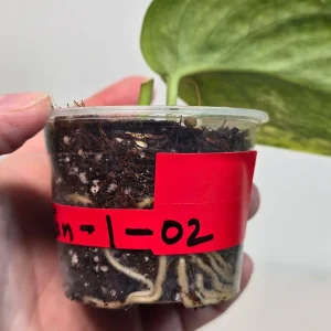 Variegated Scindapsus Pictus 'Jade Satin' Live Plant - Potted Houseplant - Image 3