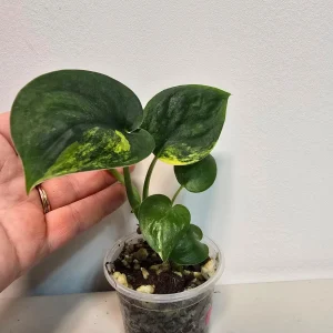 Variegated Scindapsus Pictus 'Jade Satin' Live Plant in Nursery Pot - Rare Indoor Houseplant - Image 3