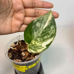 Variegated Scindapsus Pictus Jade Satin Live Plant - Rare Collector Houseplant - Image 3