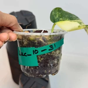 Variegated Scindapsus Pictus Jade Satin Live Plant - Rare Indoor Collector Plant - Image 3