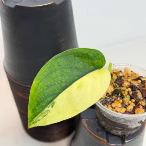 Variegated Scindapsus Pictus Jade Satin Live Plant - Indoor Collector Plant - Image 3