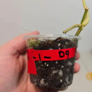 Variegated Scindapsus Pictus 'Jade Satin' Live Plant – Potted Houseplant – Collector Scindapsus - Image 3