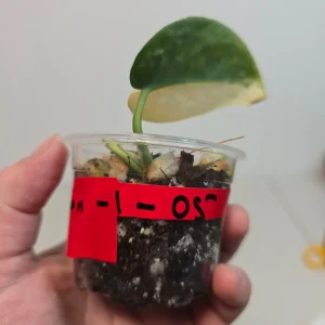 Variegated Scindapsus Pictus 'Jade Satin' Live Plant – Potted Houseplant – Indoor Vining Aroid - Image 3