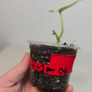 Variegated Scindapsus Pictus 'Jade Satin' Live Plant – Potted Houseplant - Image 3