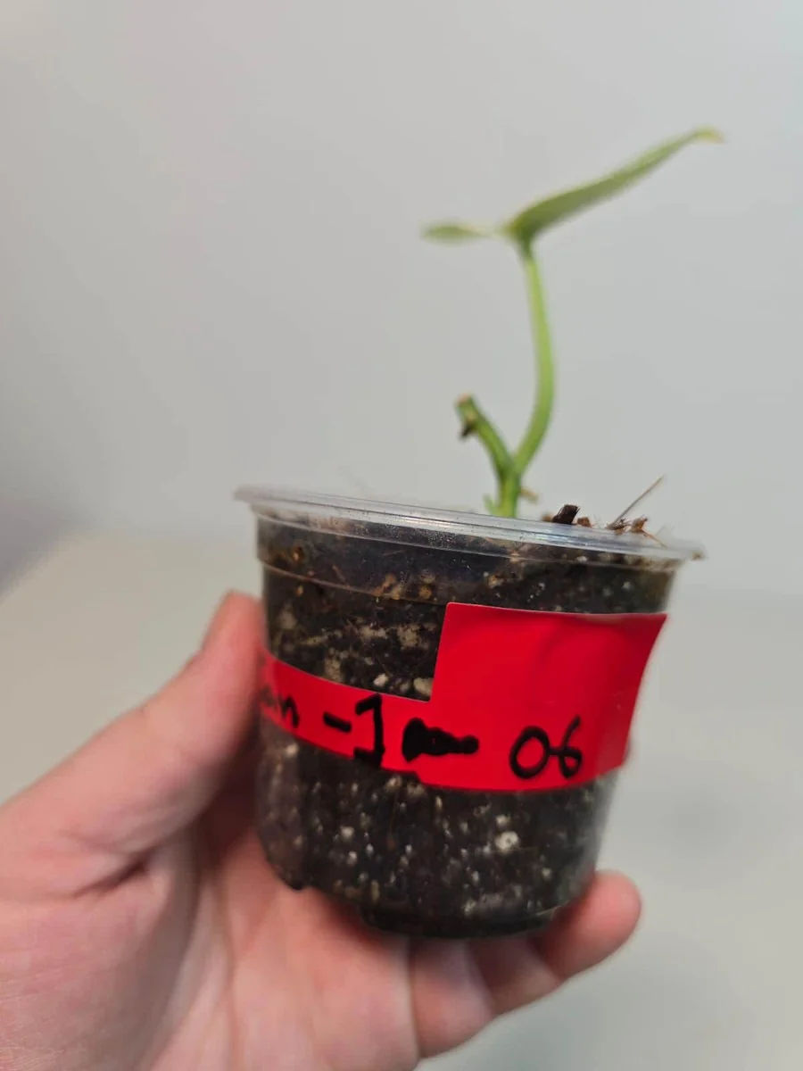 Variegated Scindapsus Pictus 'Jade Satin' Live Plant – Potted Houseplant - Image 3