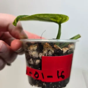 Variegated Scindapsus Pictus 'Jade Satin' Live Plant – Rare Collector Houseplant - Image 3