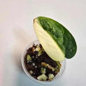 Variegated Scindapsus Pictus 'Jade Satin' Live Plant – Potted Houseplant – Indoor Vining Aroid - Image 1