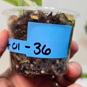 Variegated Scindapsus Pictus Jade Satin Live Plant - Rare Collector Houseplant - Image 4