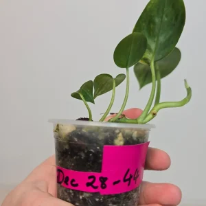 Variegated Scindapsus Pictus 'Jade Satin' Live Plant - Potted Indoor Houseplant - Image 4