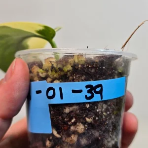 Variegated Scindapsus Pictus 'Jade Satin' Live Plant - Potted Houseplant - Image 4