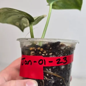 Variegated Scindapsus Pictus 'Jade Satin' Live Plant - Potted Houseplant - Image 4