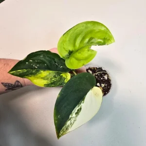 Variegated Scindapsus Pictus 'Jade Satin' Live Plant - Rare Indoor Collector Aroid - Image 4