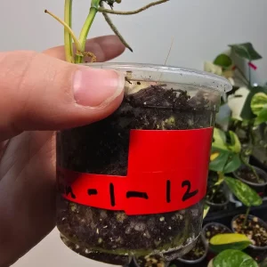 Variegated Scindapsus Pictus 'Jade Satin' Live Plant - Rare Indoor Collector Aroid - Image 5