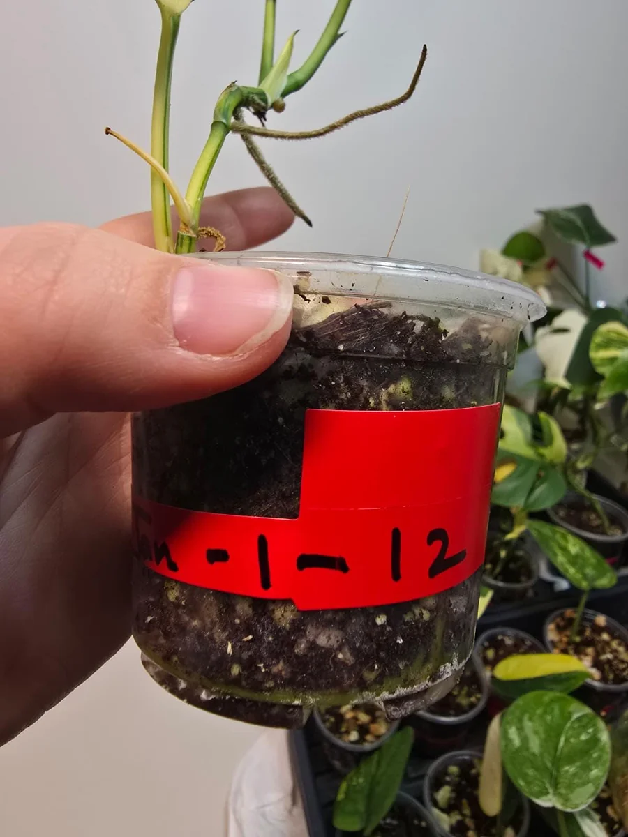 Variegated Scindapsus Pictus 'Jade Satin' Live Plant - Rare Indoor Collector Aroid - Image 5