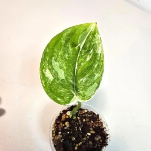 Variegated Scindapsus Pictus 'Jade Satin' Live Plant – Potted Houseplant - Image 1