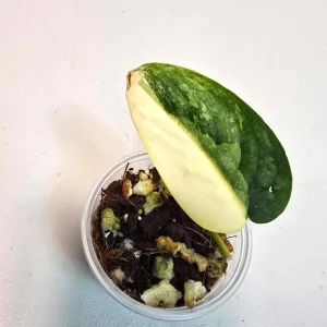 Variegated Scindapsus Pictus 'Jade Satin' Live Plant - Potted Houseplant - Image 1