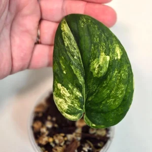 Variegated Scindapsus Pictus 'Jade Satin' Live Plant – Potted Houseplant – Indoor - Image 1