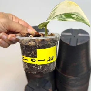 Variegated Scindapsus Pictus Jade Satin - Live Potted Houseplant - Indoor Vining Plant - Image 4