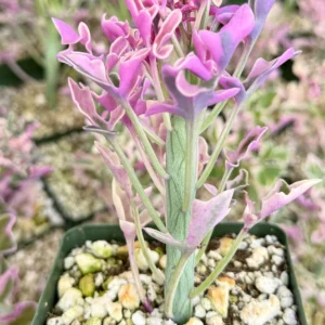 Variegated Senecio Articulatus Live Plant - Succulent in 4 inch Pot - Image 2