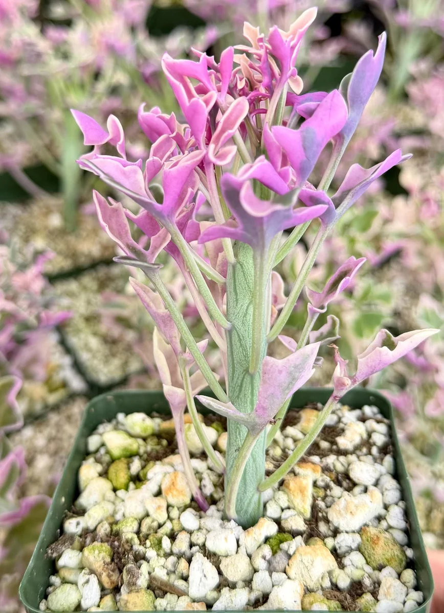 Variegated Senecio Articulatus Live Plant - Succulent in 4 inch Pot - Image 2