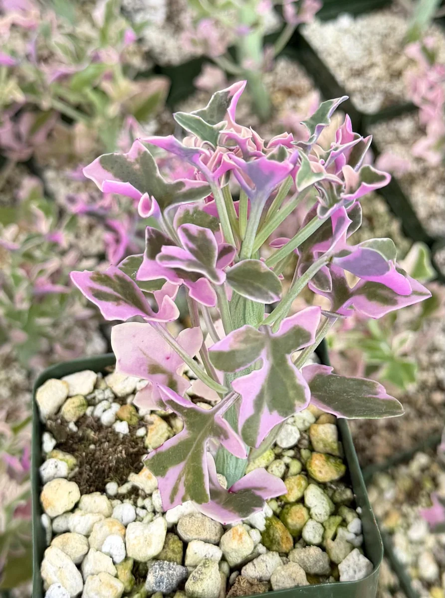 Variegated Senecio Articulatus Live Plant - Succulent in 4 inch Pot - Image 3