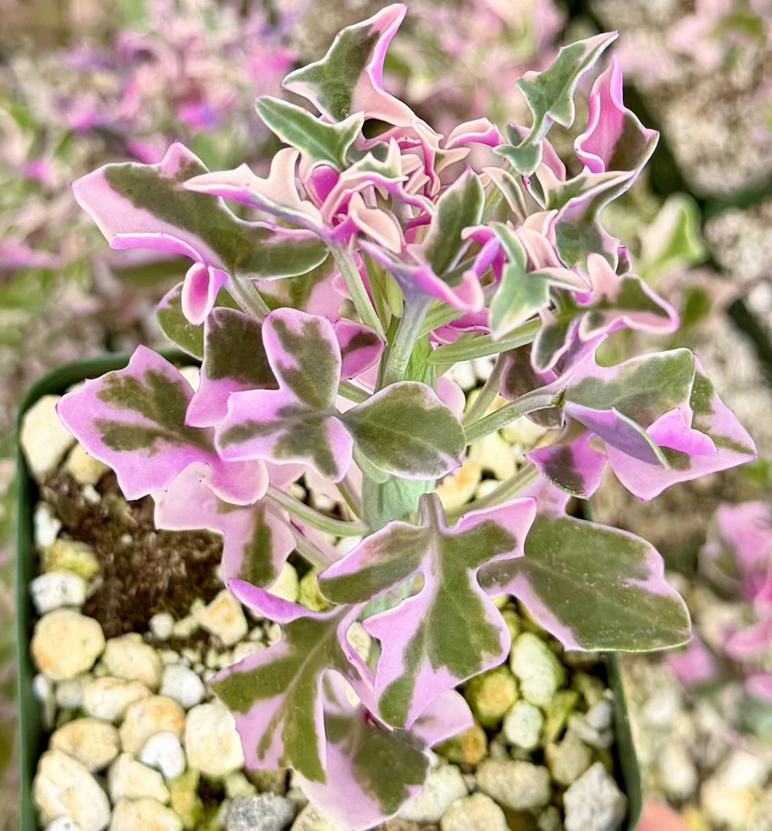 Variegated Senecio Articulatus Live Plant - Succulent in 4 inch Pot - Image 4