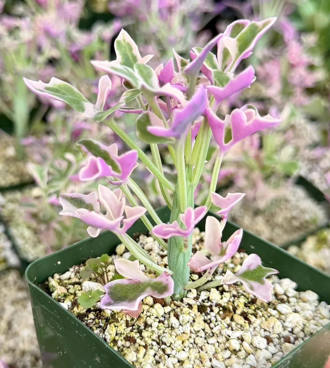 Variegated Senecio Articulatus Live Plant - Succulent in 4 inch Pot - Image 1