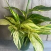 Variegated Shell Ginger Live Plant - Alpinia Zerumbet 'Variegata' - 6 inch Pot - Image 1