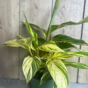 Variegated Shell Ginger Live Plant - Alpinia Zerumbet 'Variegata' - 6 inch Pot - Image 2