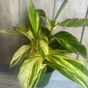 Variegated Shell Ginger Live Plant - Alpinia Zerumbet 'Variegata' - 6 inch Pot - Image 3