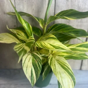 Variegated Shell Ginger Live Plant - Alpinia Zerumbet 'Variegata' - 6 inch Pot - Image 1