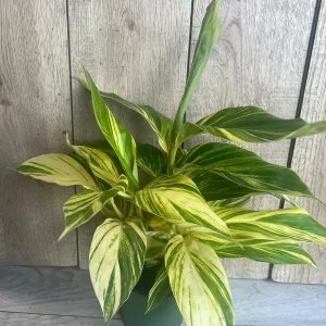 Variegated Shell Ginger Live Plant - Alpinia Zerumbet 'Variegata' - 6 inch Pot - Image 6