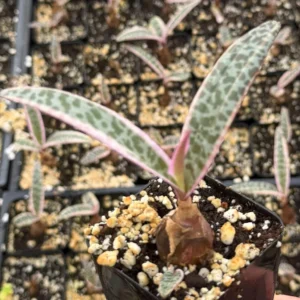 Variegated Silver Squill Ledebouria Socialis Live Plant - 2 inch Pot Indoor - Image 1