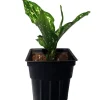 Variegated Snowflake Chinese Evergreen Plant - Aglaonema - Live Houseplant - Low Light - 2.5 inch Pot - Image 1