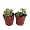Variegated Spekboom Live Plant - Portulacaria afra - Mini Jade Succulent - 2 Pack 2" Pots - Indoor - Image 1