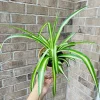 Variegated Spider Plant – Live Houseplant – 2 inch Grow Pot – Easy Care Indoor Plant - Image 1
