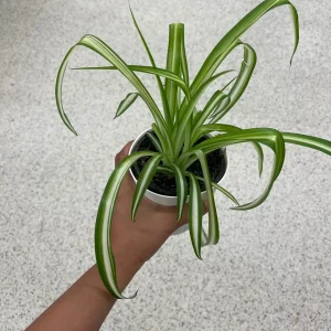 Variegated Spider Plant – Live Houseplant – 2 inch Grow Pot – Easy Care Indoor Plant - Image 5