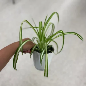 Variegated Spider Plant – Live Houseplant – 2 inch Grow Pot – Easy Care Indoor Plant - Image 7