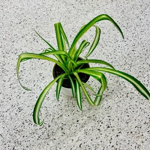 Variegated Spider Plant – Live Houseplant – 2 inch Grow Pot – Easy Care Indoor Plant - Image 8