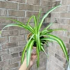 Variegated Spider Plant Live Plant – 2" Nursery Pot – Easy Care Houseplant - Image 1