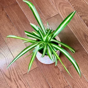 Variegated Spider Plant Live Plant – 2