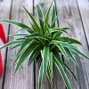 Variegated Spider Plant Live Plant – 4 inch Pot – Easy Care Houseplant - Image 1