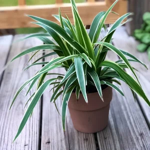 Variegated Spider Plant Live Plant – 4 inch Pot – Easy Care Houseplant - Image 2