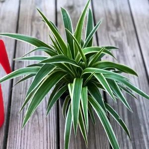 Variegated Spider Plant Live Plant – 4 inch Pot – Easy Care Houseplant - Image 1