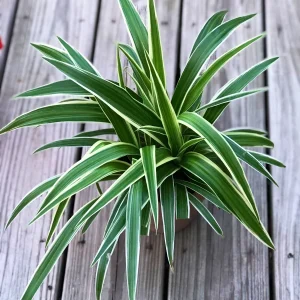 Variegated Spider Plant Live Plant – 4 inch Pot – Easy Care Houseplant - Image 4