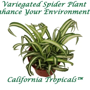 Variegated Spider Plant Live Plant – 4 inch Potted Houseplant – Indoor - Image 1
