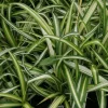 Variegated Spider Plant Live Plant - Easy Care Air Purifier - 4 inch Pot - Image 1