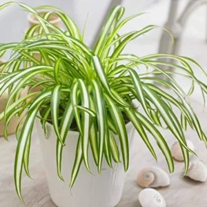 Variegated Spider Plant Live Starter Plant - 4-7