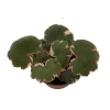 Variegated Strawberry Begonia Live Plant - 2.5 inch Pot - Indoor Houseplant - Image 1