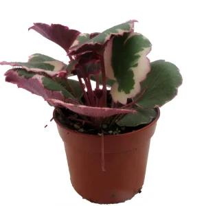 Variegated Strawberry Begonia Live Plant - 2.5 inch Pot - Indoor Houseplant - Image 4